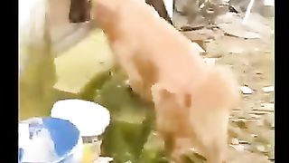 திருட்டு_பயன்_#shorts_#funnyshorts_#funnyanimalvideos_#funnyshorts_#funnyanimals_#trending(360p).