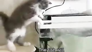 Chats les plus drôles????In_The_World????_Funny_and_Fails_Pets_Video_#shorts_#46_#cats_#funny_#animals(360p).