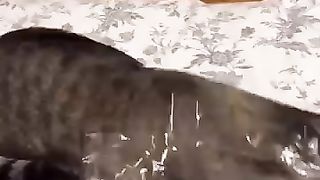 is_that_bunny_or_kangaroo????_#shorts_#funny_#animals(360p).