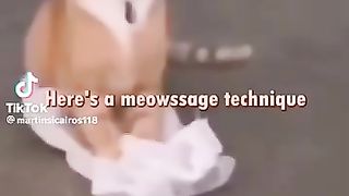 Cat_memes__not_mine_(360p).