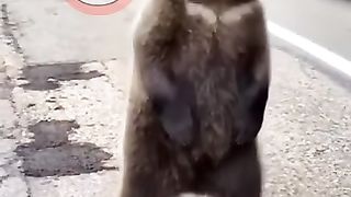 New_Funny_Animals_Dubbing_Hindi_Part_70___#shortvideo___#shorts___#dog___#beer___#desicomedy(360p).