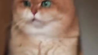 Funny_Animals_Shorts_201__-__cat___coffee_????_Cats_Dogs_Pets_laugh_viral_video(360p).