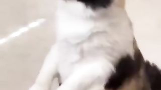 Funny_Animals_Shorts_190__-__wonderful_cats_????__Cats_Dogs_Pets_laugh_viral_video(360p).