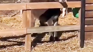 FUNNY_ANIMAL_MEME !!!????_#shorts_#short_##meme_#memes_#