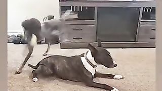 Animaux_Funny_Moment-73_????????(360p).