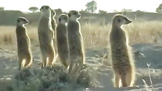 funny_talking_animals????????(360p).