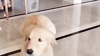 Funny_dogs_????_video___funny_animals_????_cute_dog_#trending_#shorts(360p).