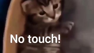 cat___dog_funny_shorts_14_#dog_#cat_#animal_#funnypets_#funny_#funnyanimals_#happy_#funnycute_#pets(360p).
