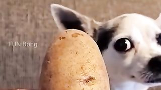 Animaux_Funny_Moment-51_????????(360p).