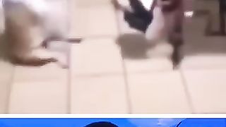 Funny_Animals_#6_???? (360p).