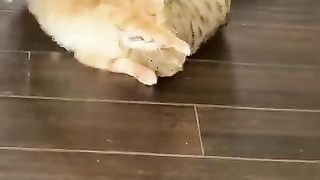 Funny_Cat_Pulls_Off_Sneak_Attack ! (360p).
