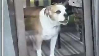 Funny_animals_2023????_-_Funniest_Cats_and_Dogs_Video????????160_#shorts(360p).