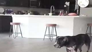 Funny_Animal_Videos_2023_????_-_Funniest_Dogs_and_Cats_Videos_????(360p).