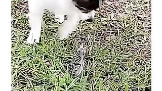Funny_animal_videos_I_found_on_Instagram_and_Tiktok_#shorts(360p)(2).