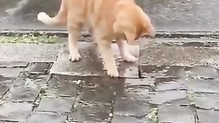 Funny_animals_2023????_-_Funniest_Cats_and_Dogs_Video????????281_#shorts(360p).