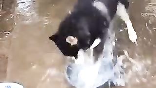 ????_vidéos_d_animaux_drôles_que_j_ai_trouvées_pour_vous_#25_????_#shorts_#funnyanimals_#funnycats(360p).