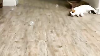 Funny_animals_2023????_-_Funniest_Cats_and_Dogs_Video????????189_#shorts(360p).