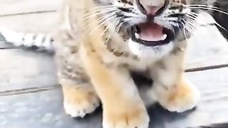 Cute_Wild_Babies !!_Funny_Animal_Videos_Compilation (360p).