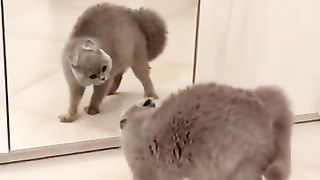 Funny_Animals_Shorts_200__-__talking_cats_????_Cats_Dogs_Pets_laugh_viral_video(360p).