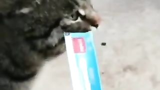 Funny_animal_videos_I_found_on_Instagram_and_Tiktok_#shorts(360p)(1).