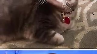 Funny_Animals_#4_???? (360p).