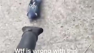 Funny_animal_videos_I_found_on_Instagram_and_Tiktok_#shorts(360p).