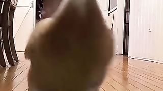 very_funny_and_cute_animals_compilation_????????????????????????????__#short(360p).
