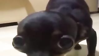 #Animaux_#lol(360p).
