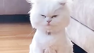 Funny_animals_2023????_-_Funniest_Cats_and_Dogs_Video????????155_#shorts(360p).