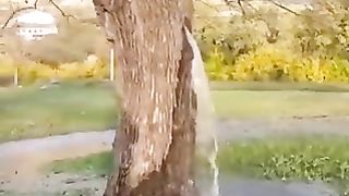 This tree has been gushing water since the 1990's