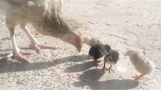 Aseel home breed chicks