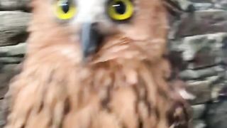 Burung hantu 2