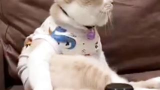 Kucing Mbuuul Hobby Nonton Sepakbola