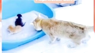 Kucing Jantan Oyen Bingung Anaknya ada yang Hitam