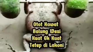 Hewan Kodok Kocak Sedang Olahraga