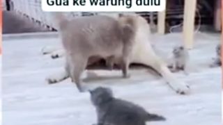 Induk Betina Kucing Nitipin Kitten ke Doggy