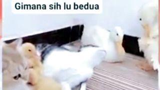 Bebek Nitipin Anak Anaknya Sama Oyen