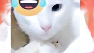 Sepasang Kekasih Sedang Mesra Versi Kucing