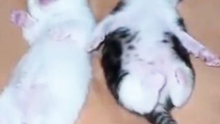Kittens Tertidur Pulas