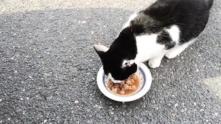 Kucing Makan
