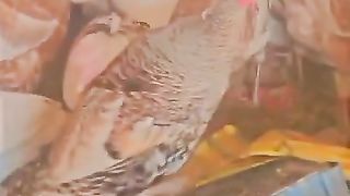 The turkey birds ll looking gracefully