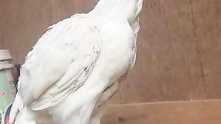 The standard bird ll climate change ll beak parrot