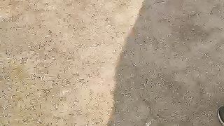 Toss hard ball cricket match