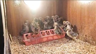 The little babies ll little beaks ll environment Chang