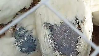 White chicks in the cage