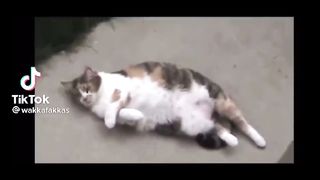FUNNY CAT MEMES COMPILATION OF 2023 V19