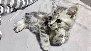 Funniest Animals 2024