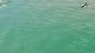 Amazing videos vol 197