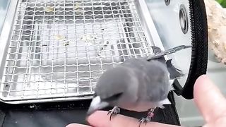 Amazing videos vol 198