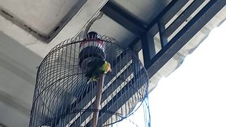 Lovebird 6